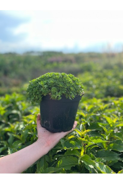 Ломикамінь Піксі Пан Ред горщик С3 